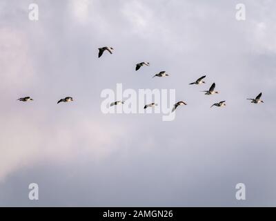 Grigiollag geese, Anser anser, volare in formazione a V, Paesi Bassi Foto Stock