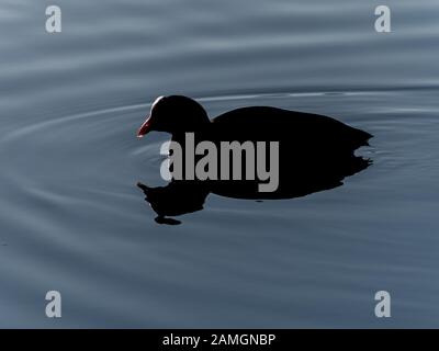 Folaga nera, Fulica atra, galleggiare sull'acqua, Paesi Bassi Foto Stock