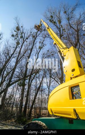 Treeworker facendo il loro lavoro con un skylift Foto Stock