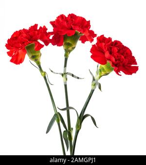 Red Carnation flower isolati su sfondo bianco Foto Stock