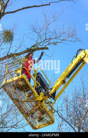 Treeworker facendo il loro lavoro con un skylift Foto Stock