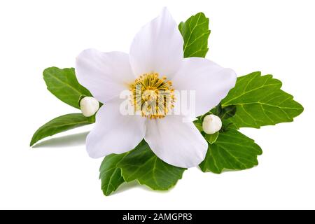 Veratro (fiore rosa di natale) isolato su bianco Foto Stock