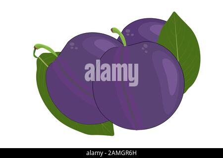 Prugna isolato su sfondo bianco. Prugna frutta e foglia. Cartone animato piatto di frutta biologica. Icona di prugne viola mature per marmellata, etichetta di succo, segno, stampa. Vettore Illustrazione Vettoriale