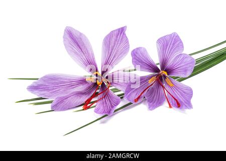 fiori di zafferano isolati su sfondo bianco Foto Stock