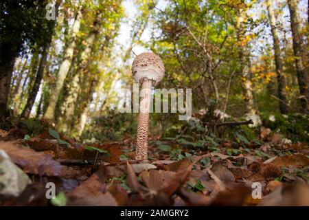 Ombrellone funghi nei boschi - Macrolepiota procera (Lepiotia procera) - Italia Foto Stock