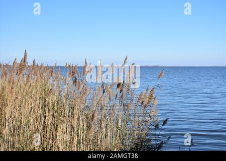 Il lago Mattamuskeet, situato nel Mattamuskeet National Wildlife Refuge, è il più grande lago naturale della Carolina del Nord. Foto Stock