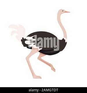 Cute strich esecuzione africano flightless uccello cartone animato animale disegno piatto vettore illustrazione isolato su sfondo bianco. Illustrazione Vettoriale