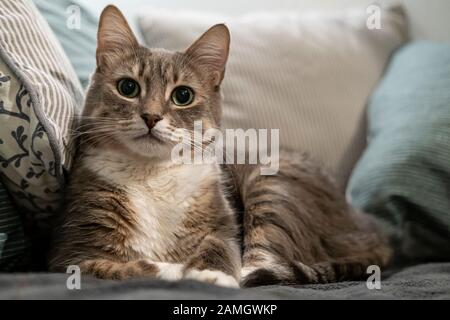 Il gatto carino riposa su un morbido divano, tra i cuscini. Si trova in una posa importante e bella e guarda con interesse alla macchina fotografica. Foto Stock