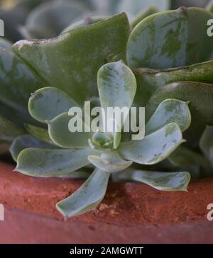 Planta suculenta en maceta Foto Stock