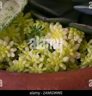 Planta suculenta en maceta Foto Stock