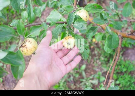 Coltivatore controlla la pianta Bush per trattare le foglie contro parassiti. Mele in un giardino organico Foto Stock