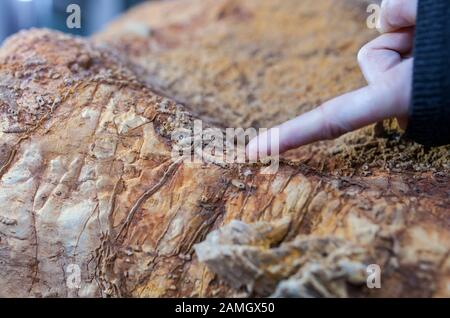 Mano che punta Cloudina Carinata, i primi metazoici indossati vivevano nel tardo periodo Ediacarano circa 550 milioni di anni fa Foto Stock