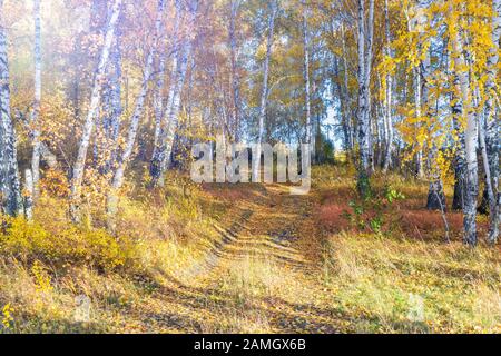 Autumn Tree in betulla paesaggio forestale. Betulla foresta in autunno. Autunno forrest paesaggio Foto Stock