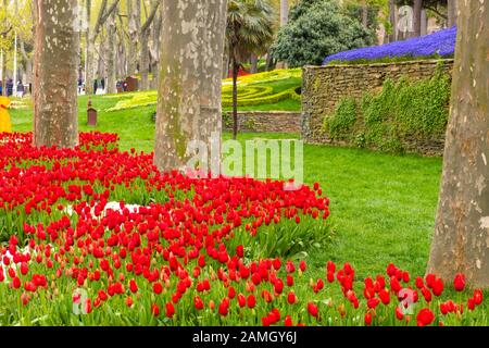 Aiuole colorate durante il festival annuale dei tulipani di aprile a Istanbul nel Parco Gulhane, Turchia Foto Stock