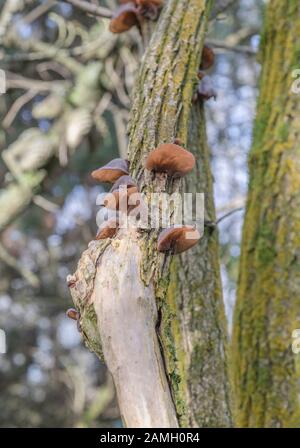 Orecchie di legno / Ear fungus dell'ebreo - Auricularia auricula-judae - su anziano comune / Sambucus nigra. Foraggio, forato cibo, legno orecchi funghi. Foto Stock