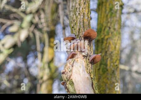 Orecchie di legno / Ear fungus dell'ebreo - Auricularia auricula-judae - su anziano comune / Sambucus nigra. Foraggio, forato cibo, legno orecchi funghi. Foto Stock