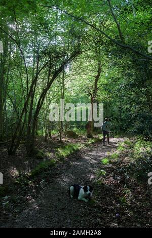 Cane e camminatore nella Foresta di Bere, Hampshire, Inghilterra, Regno Unito Foto Stock