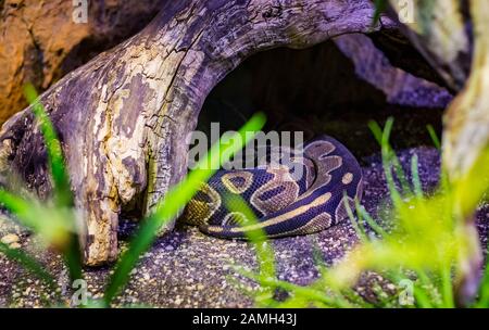 La testa della palla pitone Python regius, anche noto come il pitone reale. Foto Stock