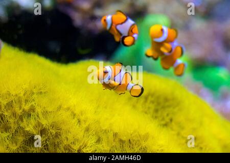 Il gruppo di ocellaris clownfish Amphiprion ocellaris nelle acque tropicali dell'oceano Pacifico. Foto Stock