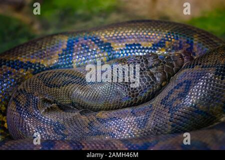 Il pitone reticolato Python reticulatus è una specie di pitone che si trova nell'Asia meridionale e nel sud-est asiatico. Foto Stock