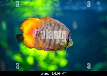 Symphysodon, noto come discus, è un genere di cichlids nativo del bacino del fiume Amazzonia in Sud America. Foto Stock