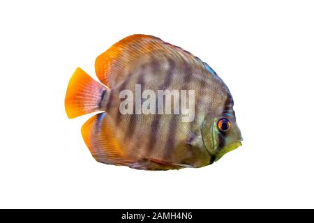 Symphysodon, noto come discus, è un genere di cichlids nativo del bacino del fiume Amazzonia in Sud America. Foto Stock