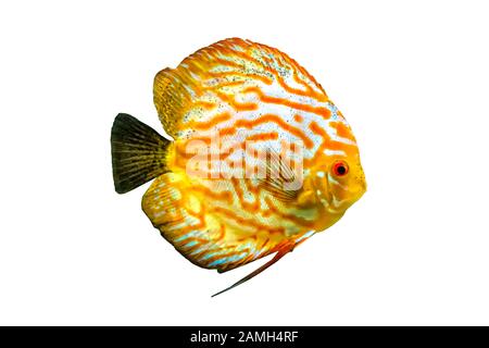 Symphysodon, noto come discus, è un genere di cichlids nativo del bacino del fiume Amazzonia in Sud America. Foto Stock