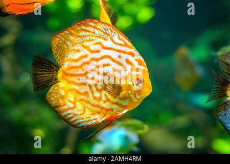 Symphysodon, noto come discus, è un genere di cichlids nativo del bacino del fiume Amazzonia in Sud America. Foto Stock