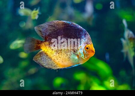 Symphysodon, noto come discus, è un genere di cichlids nativo del bacino del fiume Amazzonia in Sud America. Foto Stock