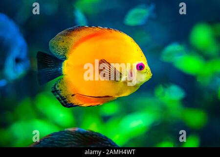 Symphysodon, noto come discus, è un genere di cichlids nativo del bacino del fiume Amazzonia in Sud America. Foto Stock