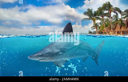 Mezza foto subacquea di paradiso tropicale con grande squalo amichevole. L'acqua è limpida e blu. Foto Stock