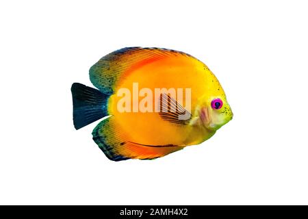 Symphysodon, noto come discus, è un genere di cichlids nativo del bacino del fiume Amazzonia in Sud America. Foto Stock