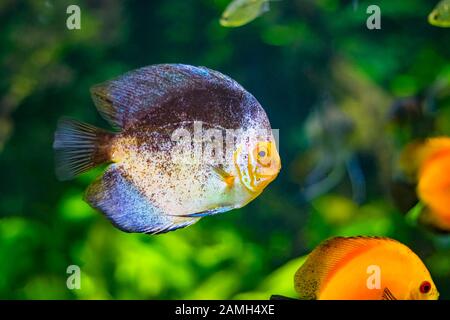 Symphysodon, noto come discus, è un genere di cichlids nativo del bacino del fiume Amazzonia in Sud America. Foto Stock