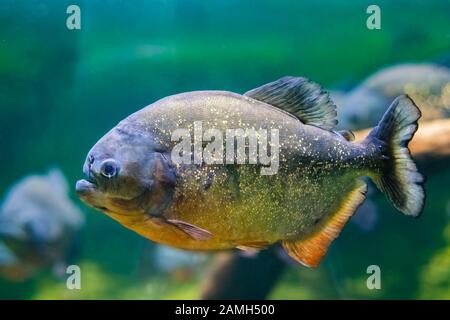 La piranha rosso-belled, conosciuta anche come piranha rosso Pygocentrus nattereri, è una specie di piranha nativo del Sud America Foto Stock