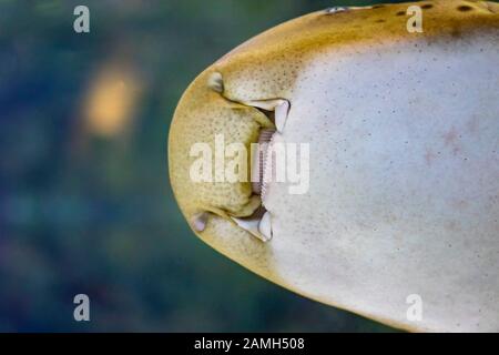 La testa dello squalo zebra nuota in una barriera corallina nell'Oceano Indiano. Foto Stock