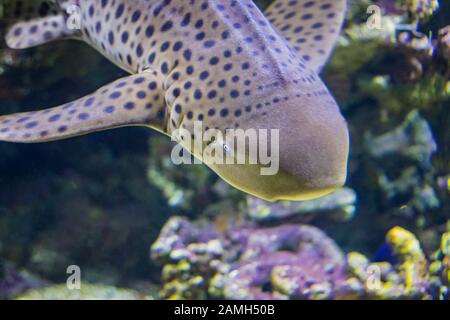 La testa dello squalo zebra nuota in una barriera corallina nell'Oceano Indiano. Foto Stock