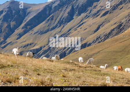 Pascolo e bestiame alpini, Italia - pascolo di bestiame alpino nell'alta valle alpina di Rochemolles, vicino a Bardonecchia, Piemonte Foto Stock