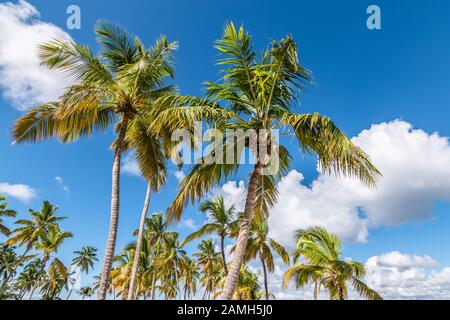 Alberi di palma su una spiaggia della Repubblica Dominicana, dei Caraibi. Foto Stock