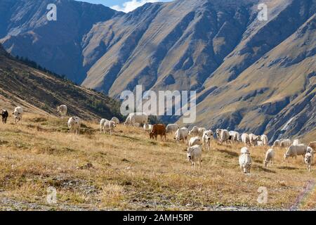 Pascolo e bestiame alpini, Italia - pascolo di bestiame alpino nell'alta valle alpina di Rochemolles, vicino a Bardonecchia, Piemonte Foto Stock