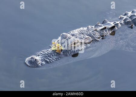 Un alligatore americano selvatico (Alligator missisippiensis) si crogioli alla luce della sera in un stagno centrale della Florida. Foto Stock