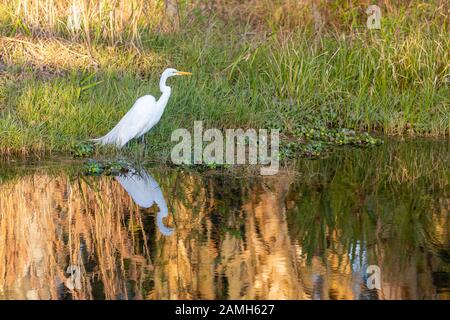 Un grande Egret (Ardea alba) magnificamente riflettuto nell'acqua di un bacino centrale della Florida, mentre si impala la sua preda. Foto Stock