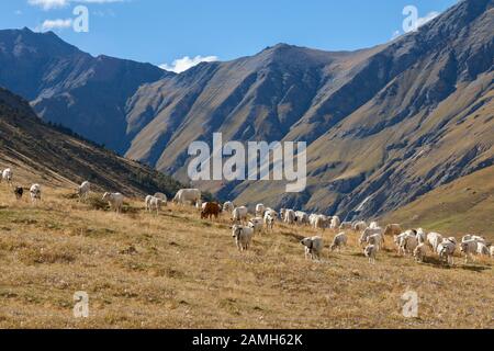 Pascolo e bestiame alpini, Italia - pascolo di bestiame alpino nell'alta valle alpina di Rochemolles, vicino a Bardonecchia, Piemonte Foto Stock