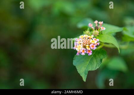 Lantana o West Indian Lantana fiori fiorire nel giardino Foto Stock