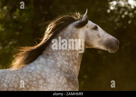 Bianco Pura Raza Espanola Stallion, Ritratto Animale, Andalusia, Spagna Foto Stock