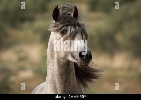 Pura Raza Espanola Stallion, Ritratto Animale, Andalusia, Spagna Foto Stock