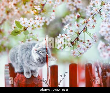 carino gatto tabby si siede su una recinzione in un giardino fiorito sotto un ramo di ciliegia fragrante Foto Stock