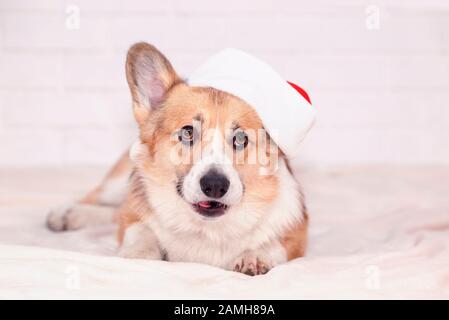 Carta per le vacanze con un bel cane cucciolo rosso redhead Corgi in un berretto rosso di Natale sul suo orecchio sdraiato su un bianco morbido plaid e guardare Foto Stock