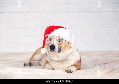 Carta di vacanza con un bel cane cucciolo rosso redhead Corgi in un cappello rosso di Natale sdraiato su un plaid e sguardo sorpreso Foto Stock