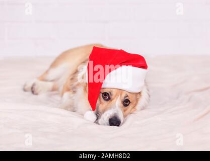 Carta per le vacanze con il bel cane cucciolo rosso redhead Corgi nel berretto rosso di Natale sdraiato su plaid Foto Stock