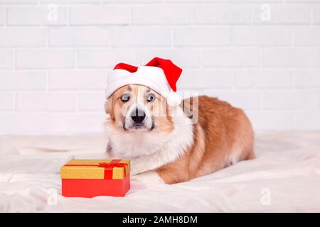 Carta per le vacanze con bel cane cucciolo rosso redhead Corgi in berretto rosso di Natale con scatola regalo sdraiata su plaid bianco soffice Foto Stock